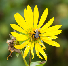 Ptilothrix bombiformis
