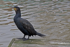 Phalacrocorax carbo carbo