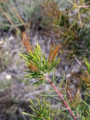 Hakea sericea