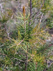 Hakea sericea