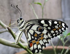 Papilio demoleus