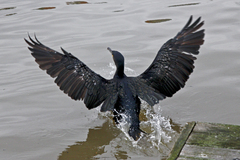Phalacrocorax carbo carbo