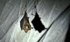 Rhinolophus pearsonii