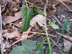 Aristolochia meridionalis