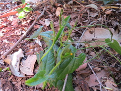 Aristolochia meridionalis