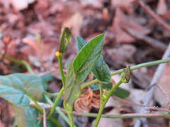 Aristolochia meridionalis
