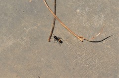 Camponotus chrysurus