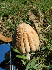 Coprinellus