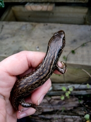Oligosoma macgregori