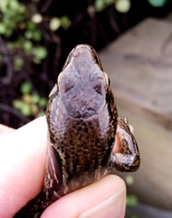 Oligosoma macgregori