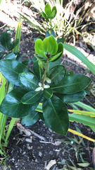 Pittosporum roimata