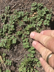 Euphorbia indivisa