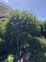 Pittosporum roimata