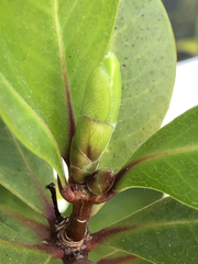 Pittosporum roimata