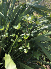 Pittosporum roimata