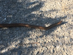 Oocatochus rufodorsatus