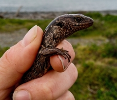 Oligosoma macgregori