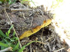 Phlebopus marginatus