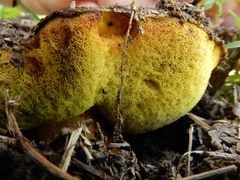 Phlebopus marginatus