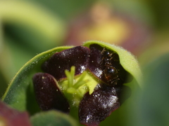 Crematogaster sordidula