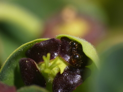 Crematogaster sordidula