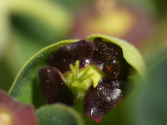 Crematogaster sordidula