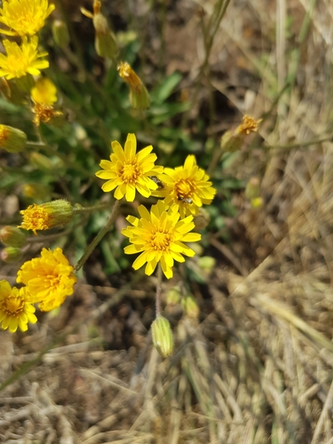 Crepis hypochaeridea image