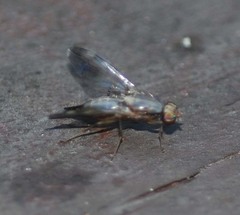 Euphranta nigrescens