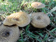 Lentinus arcularius