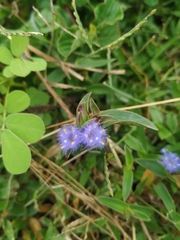 Cyanotis speciosa