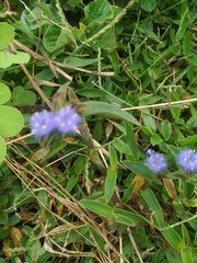 Cyanotis speciosa