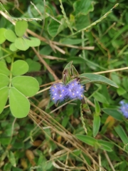 Cyanotis speciosa
