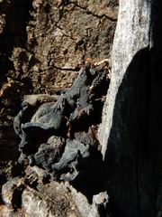 Auricularia auricula-judae