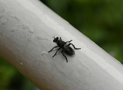 Andrenosomatini