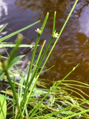 Isolepis subtilissima