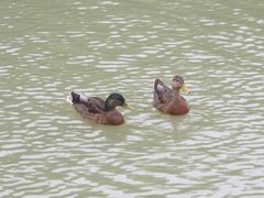 Anas platyrhynchos × zonorhyncha