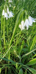 Allium triquetrum