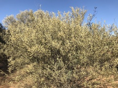 Acacia ayersiana