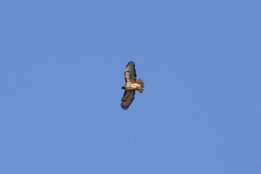 Buteo jamaicensis