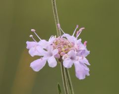 Scabiosa canescens