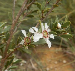 Leptospermum coriaceum