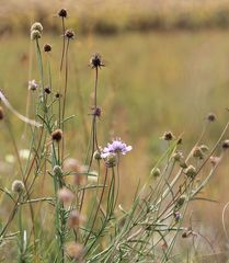 Scabiosa canescens