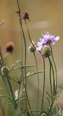 Scabiosa canescens