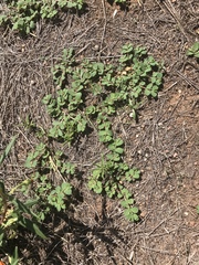 Euphorbia indivisa