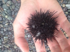 Caenocentrotus gibbosus