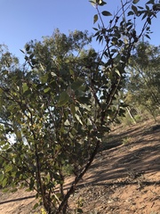 Eucalyptus sessilis