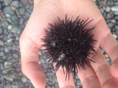 Caenocentrotus gibbosus