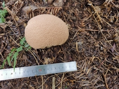 Calvatia boninensis