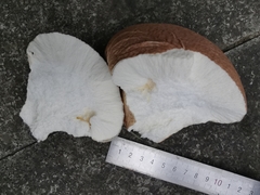 Calvatia boninensis