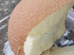 Calvatia boninensis